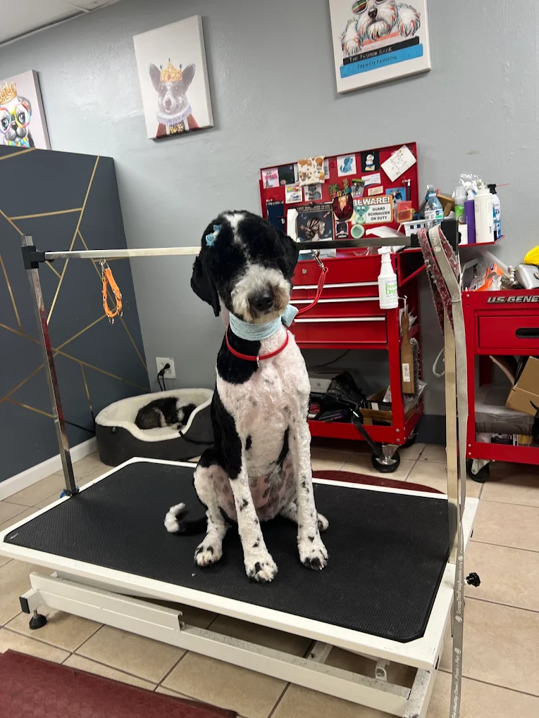 The Pet Stop