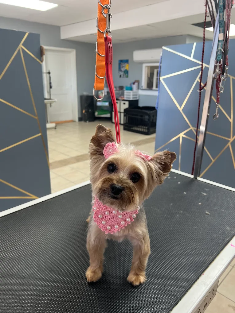 The Pet Stop