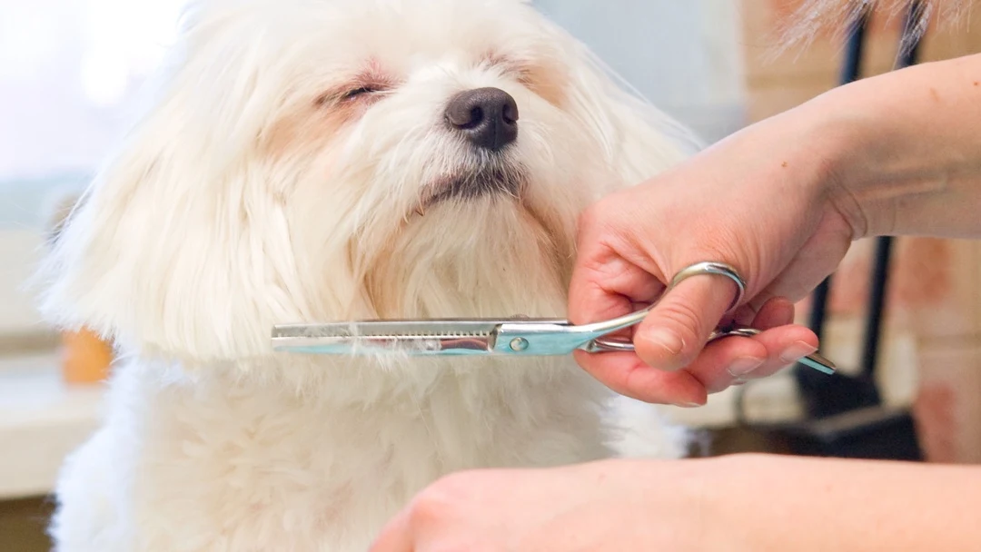 Killeen Animal Care