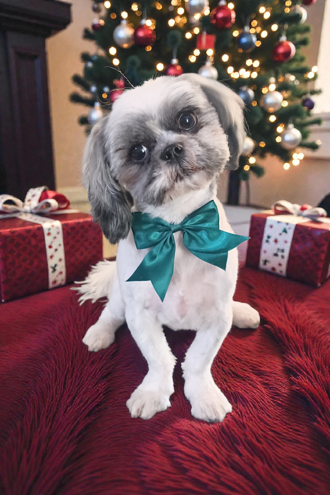 Zuset's doggie day spa