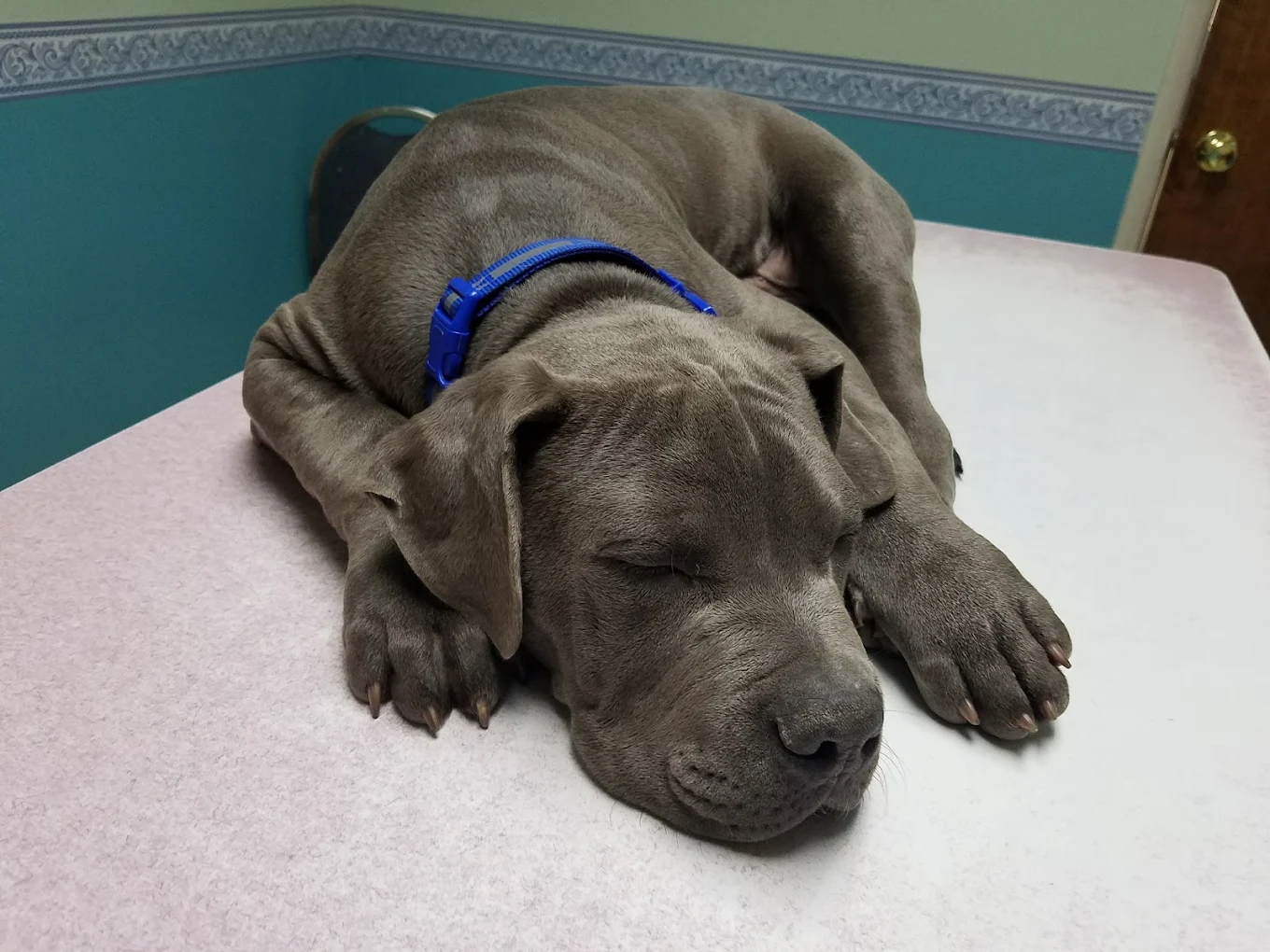 Community Animal Hospital