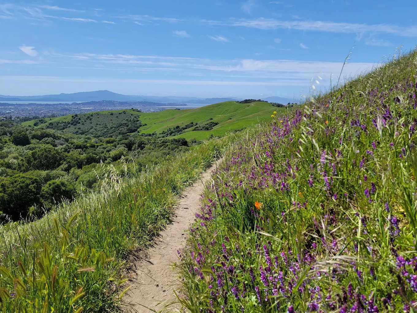 Wildcat Canyon Regional Park