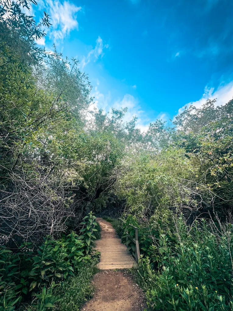 Two Trees Trail