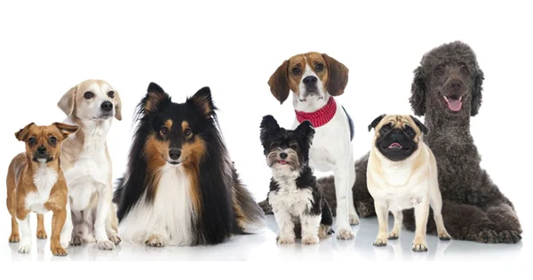 Beauty Bath & Dip Dog Grooming