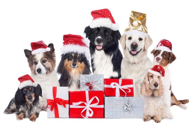 Beauty Bath & Dip Dog Grooming