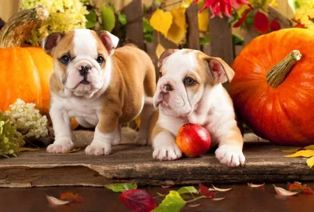 Beauty Bath & Dip Dog Grooming