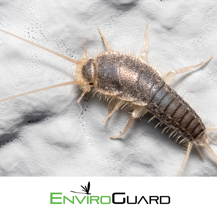 EnviroGuard Pest Control