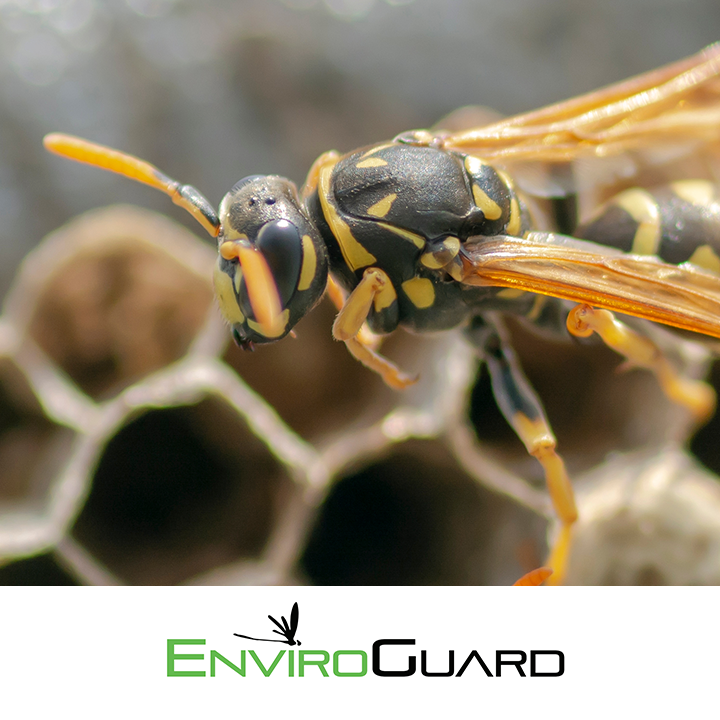 EnviroGuard Pest Control