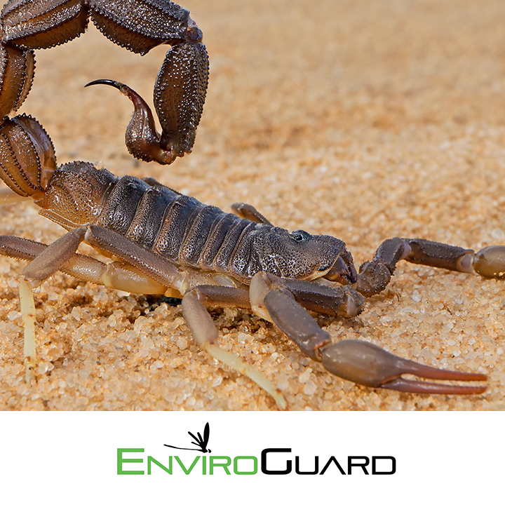 EnviroGuard Pest Control