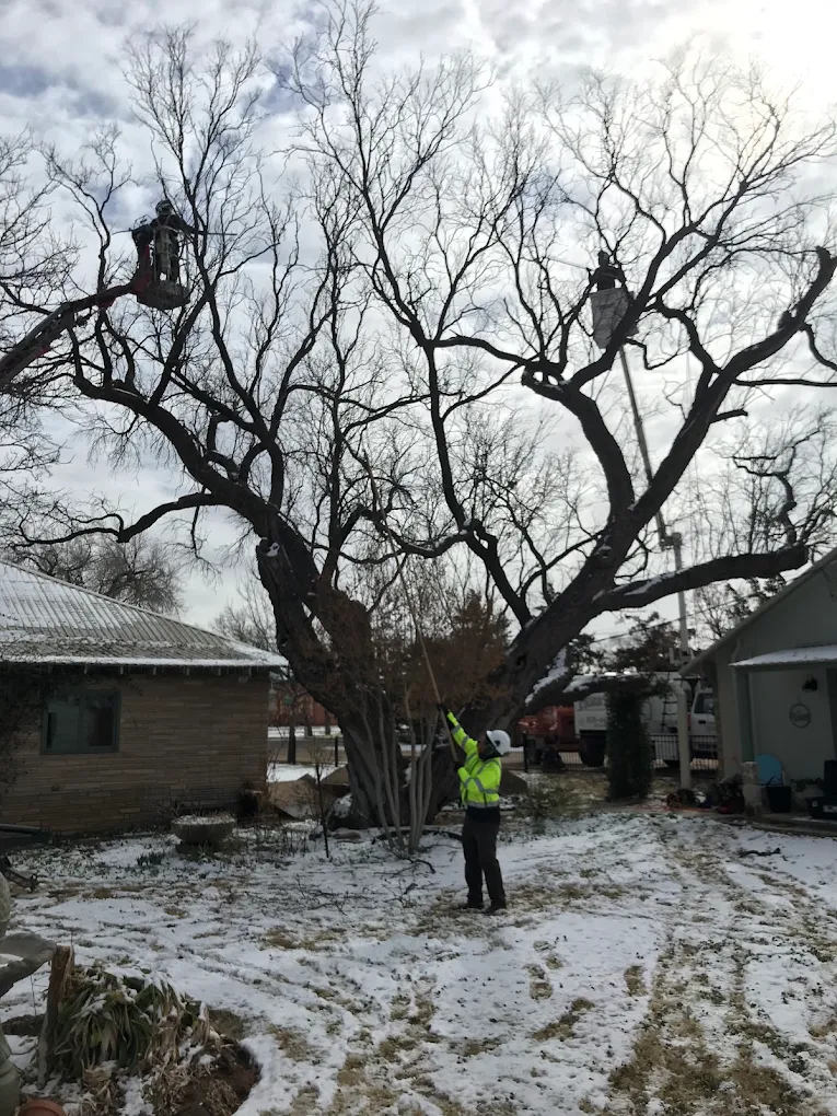 Hildebrandt Tree Tech