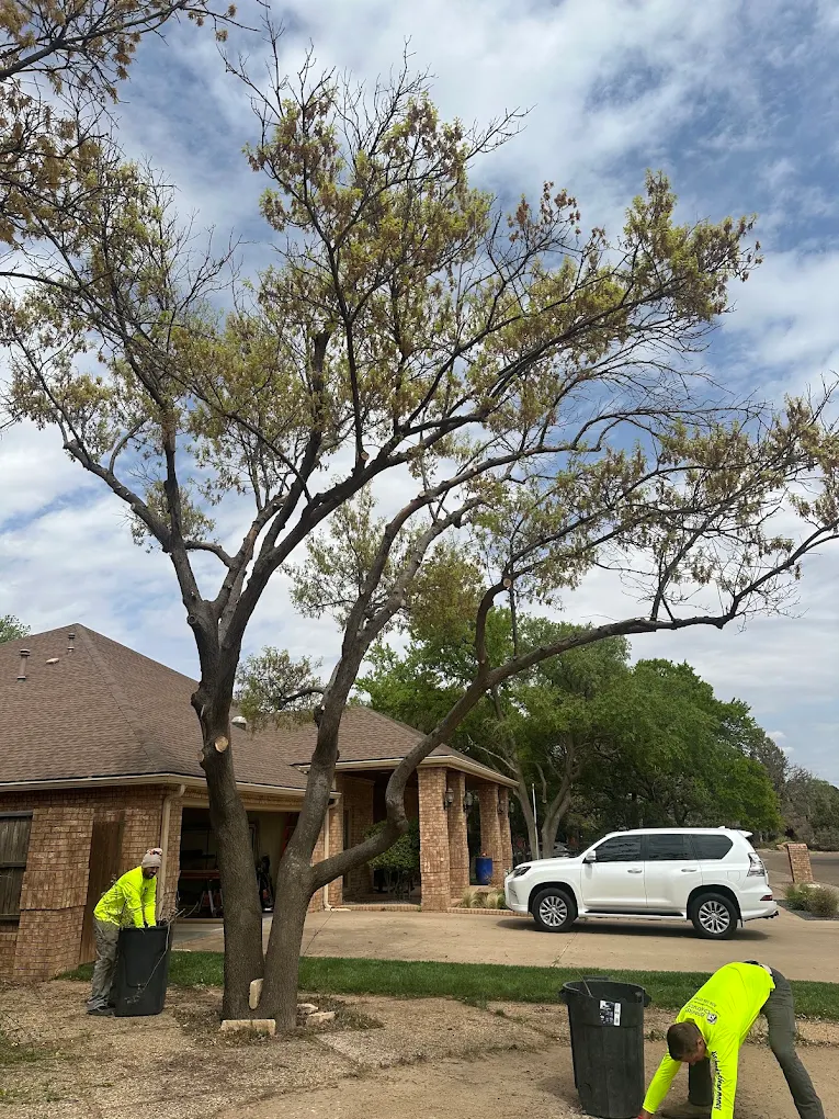 Benavides Tree Trimming & Removal