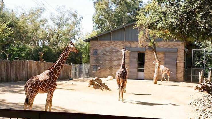 Sacramento Zoo