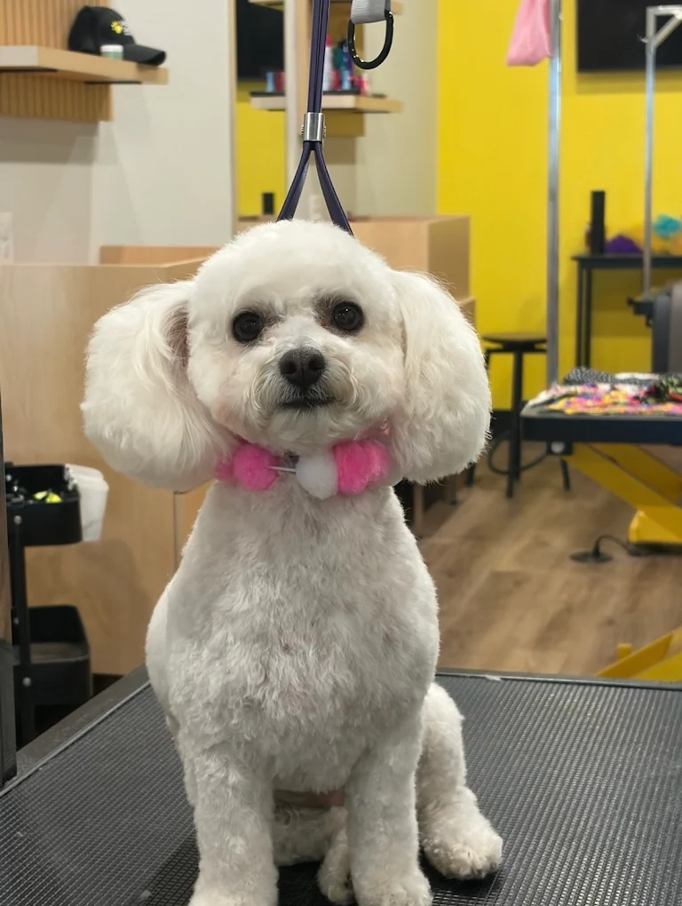 Well Groomed