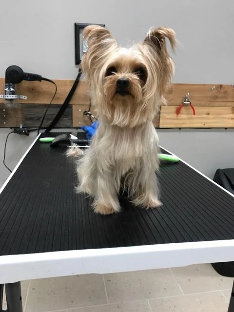 High-Happy Pet Grooming & Daycare