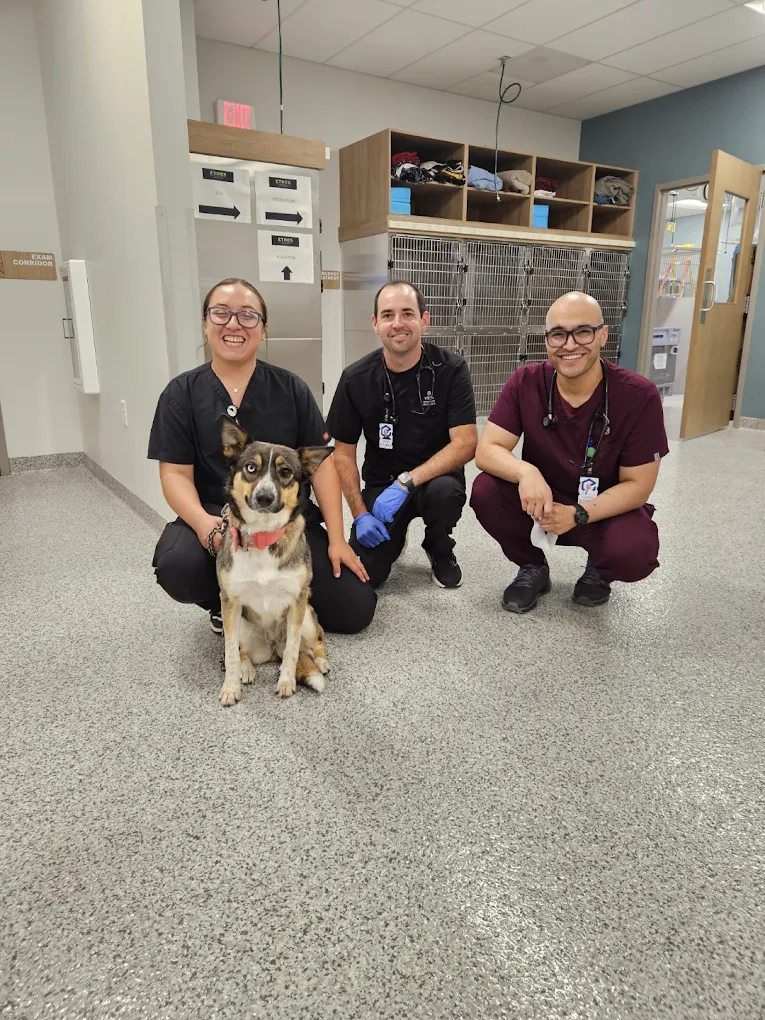Vista Veterinary Specialists