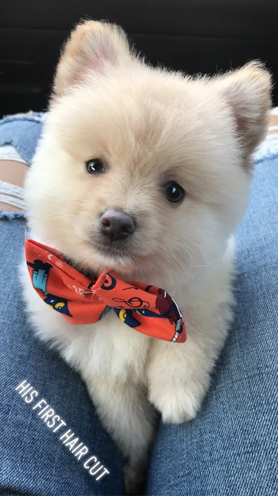 Bubbles Dog Grooming