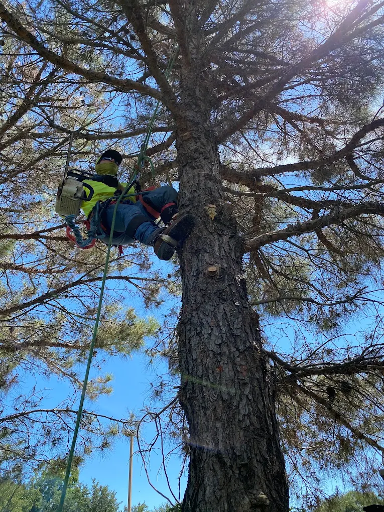 Arboriculture Tree Service