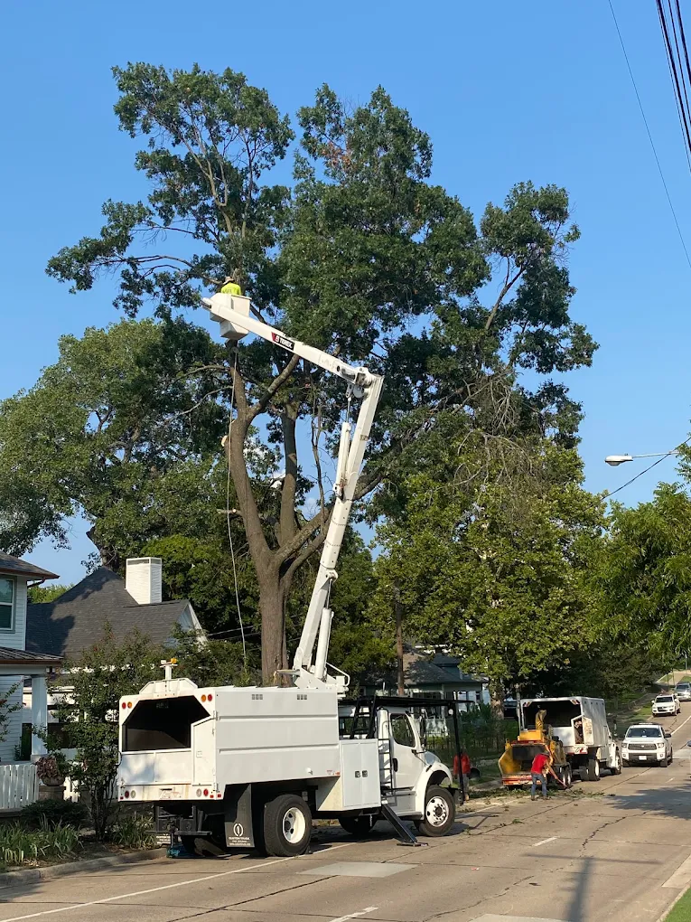 Arboriculture Tree Service