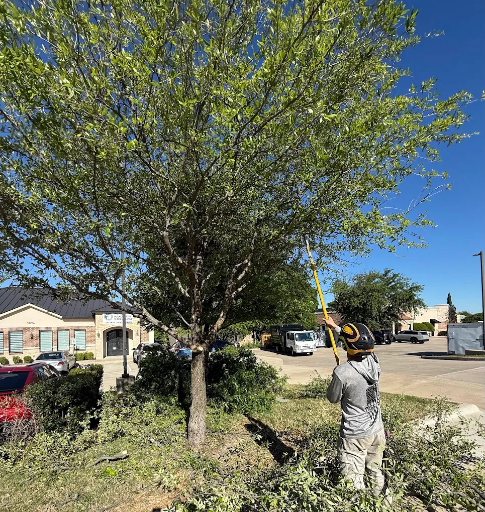 Tree MD's Tree Service LLC