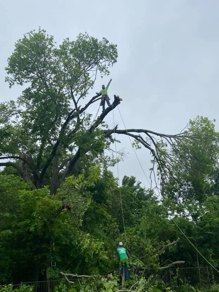 JJ Tree Service