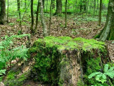 Woodpecker Stump Removal Service