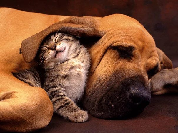 Legacy Pet Grooming