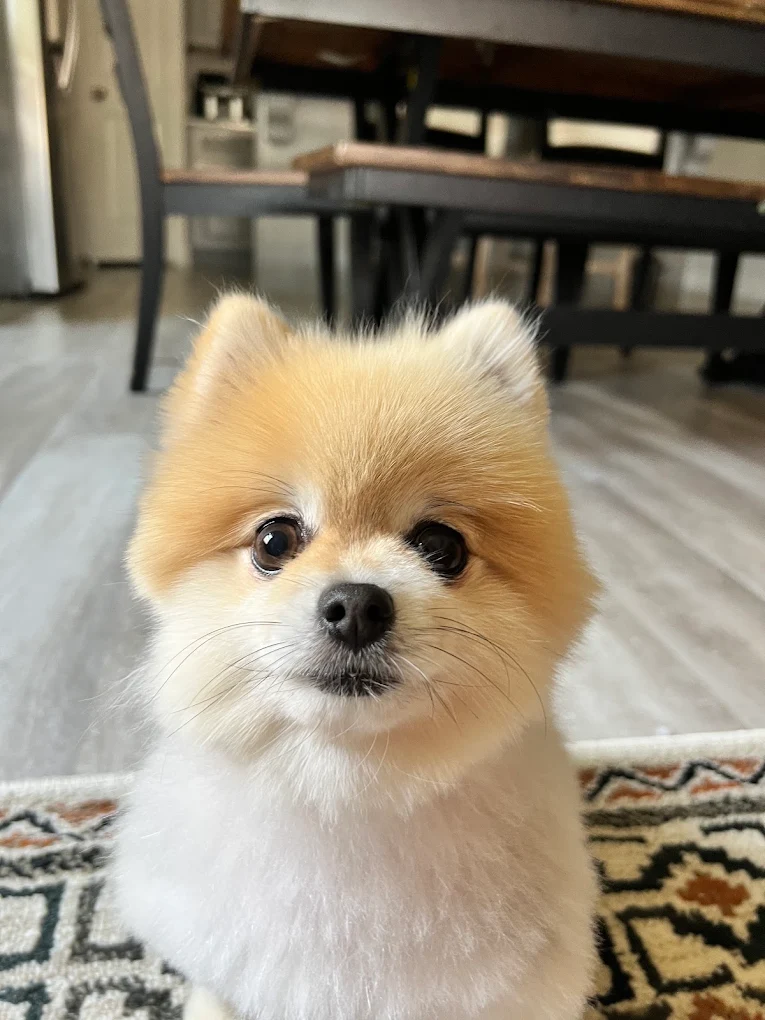 Legacy Pet Grooming