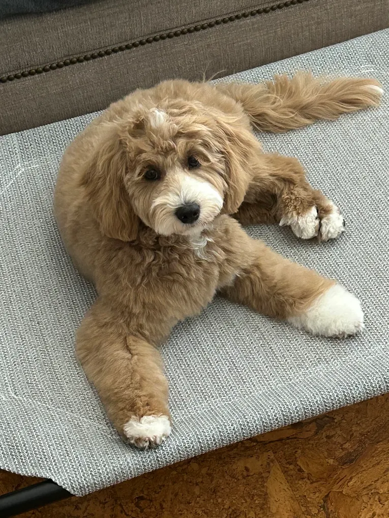 Woof Gang Bakery & Grooming