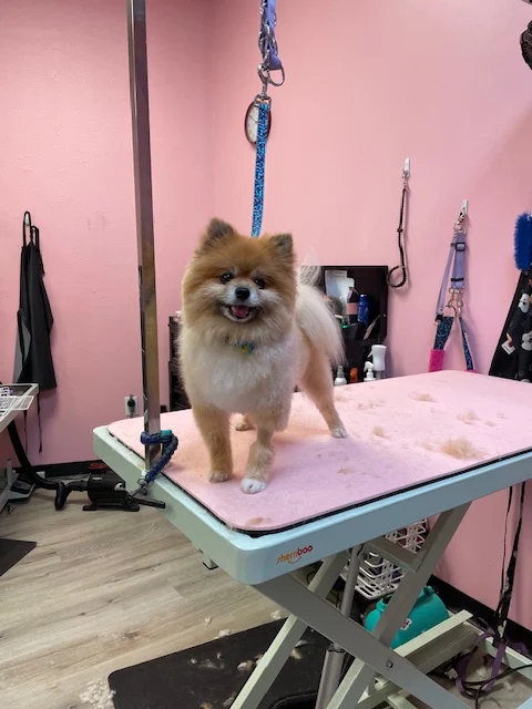 Woof Gang Bakery & Grooming