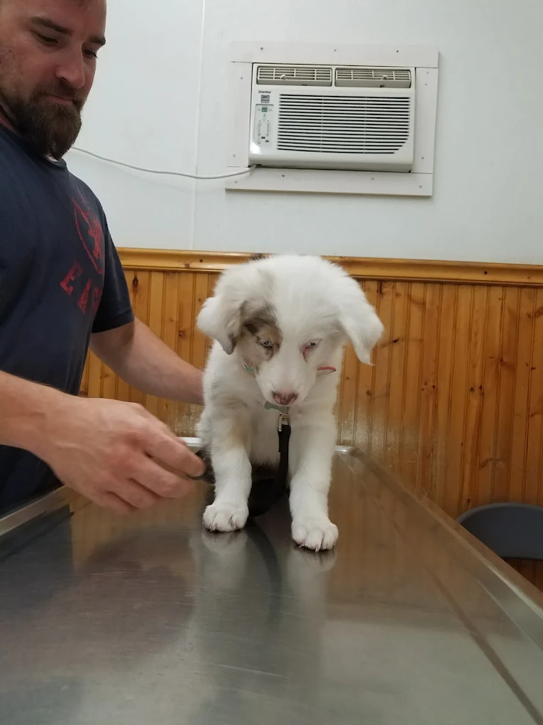 West Highland Dog & Cat Hospital