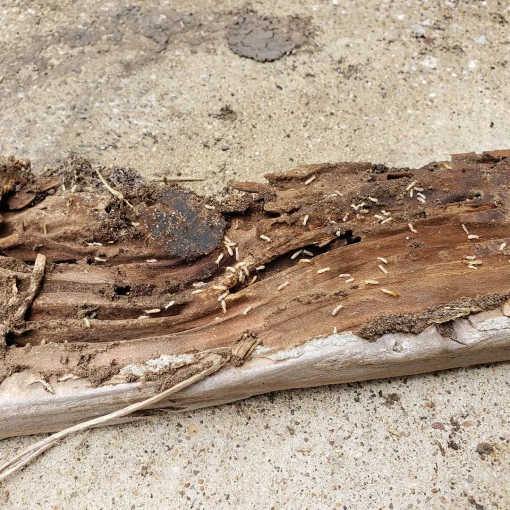 Superior Pest Management LLC