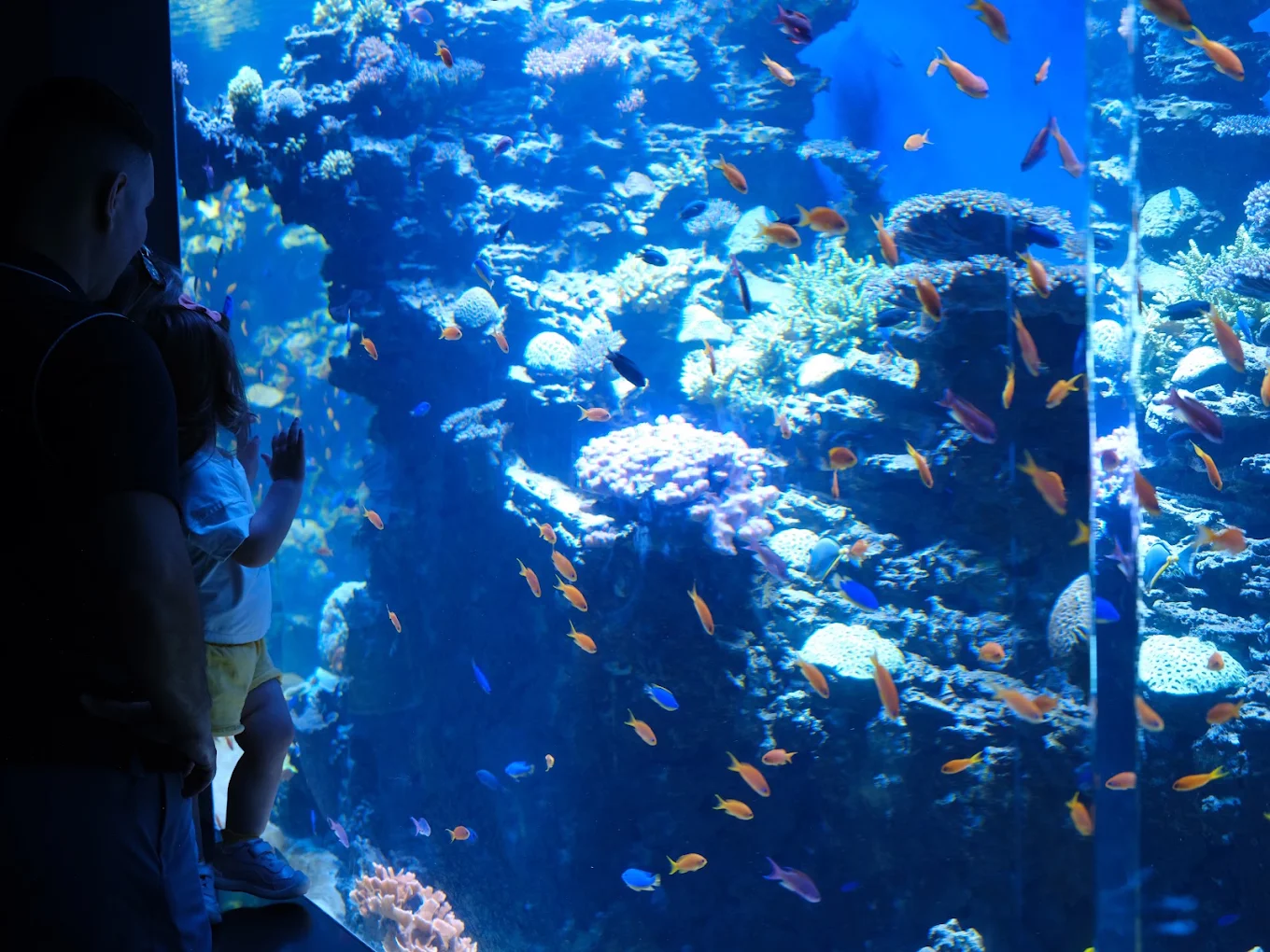 Birch Aquarium