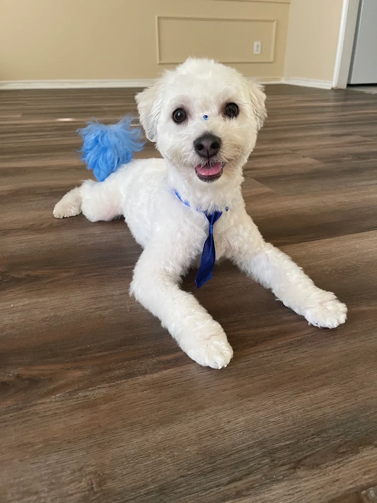 Pet Purr-Fection All Breed Pet Spa And Boutique