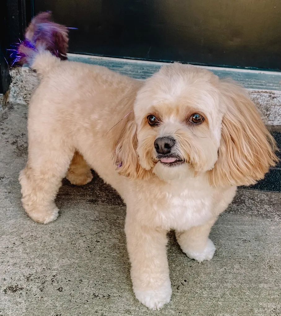 Pet Purr-Fection All Breed Pet Spa And Boutique
