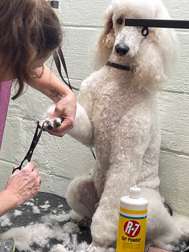 The Grooming House