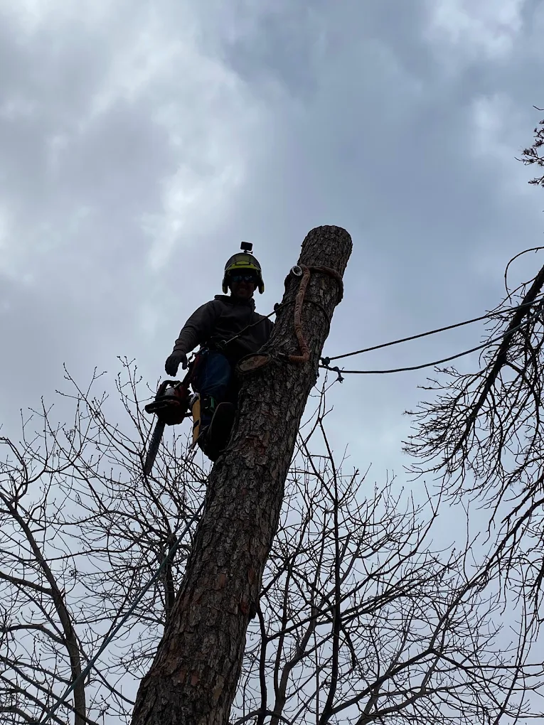 Mad Ax Lawn & Tree llc