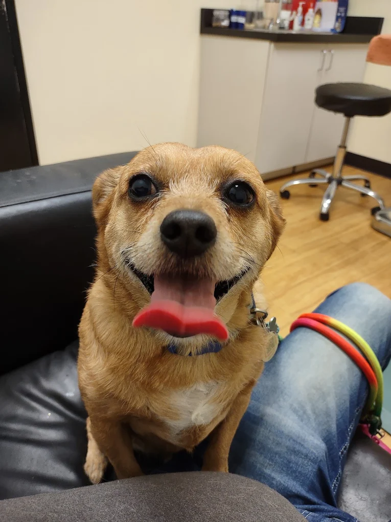 B Street Veterinary Hospital