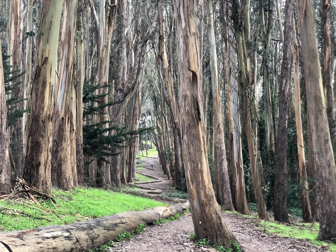 Lovers’ Lane at the Presidio