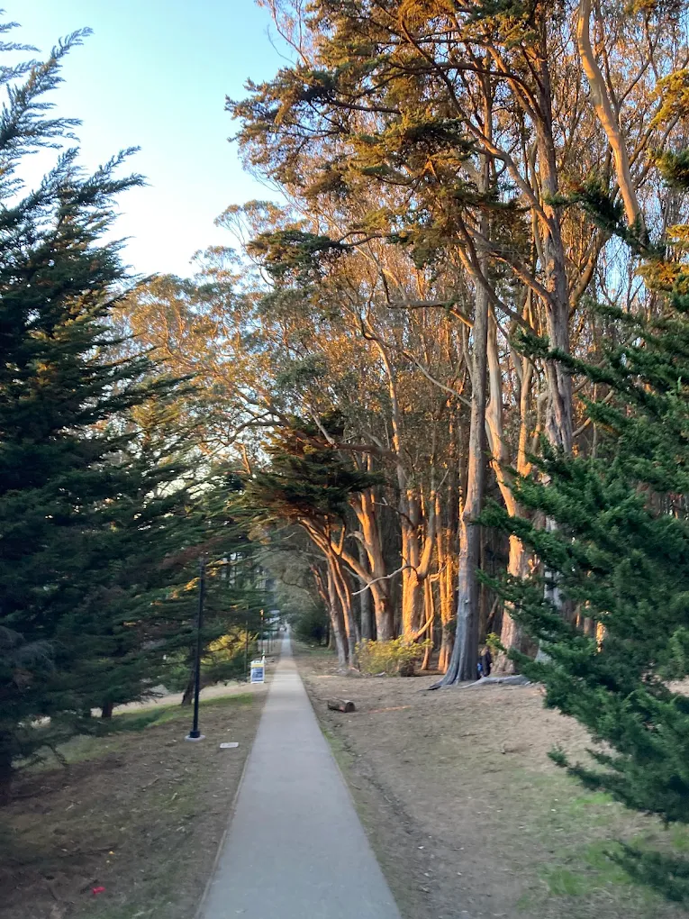 Lovers’ Lane at the Presidio