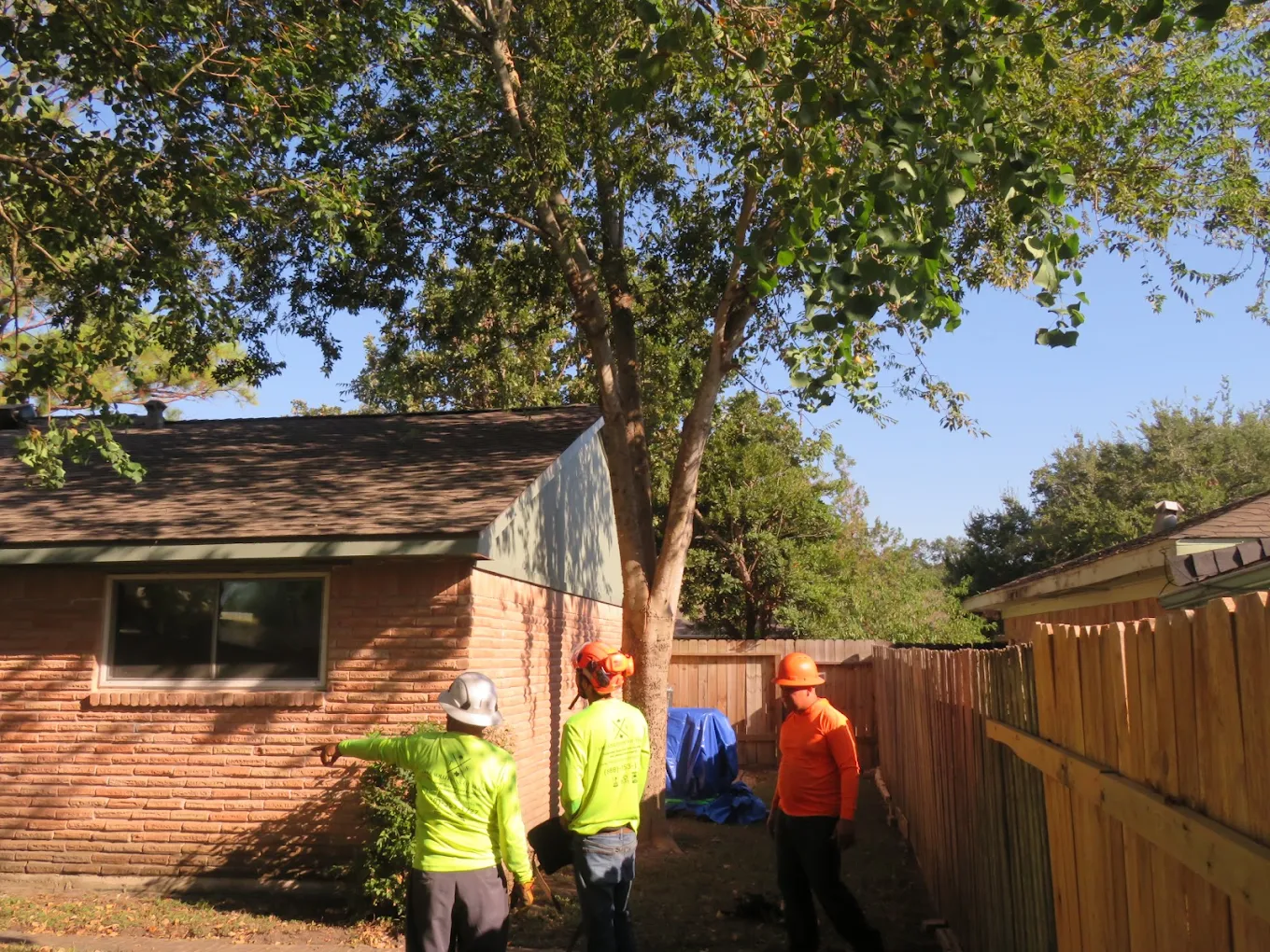 Tree Solutions of Texas