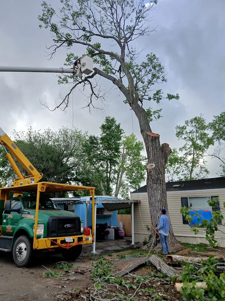 Gulf Coast Tree Removal