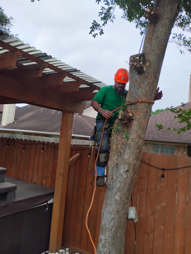 Gulf Coast Tree Removal