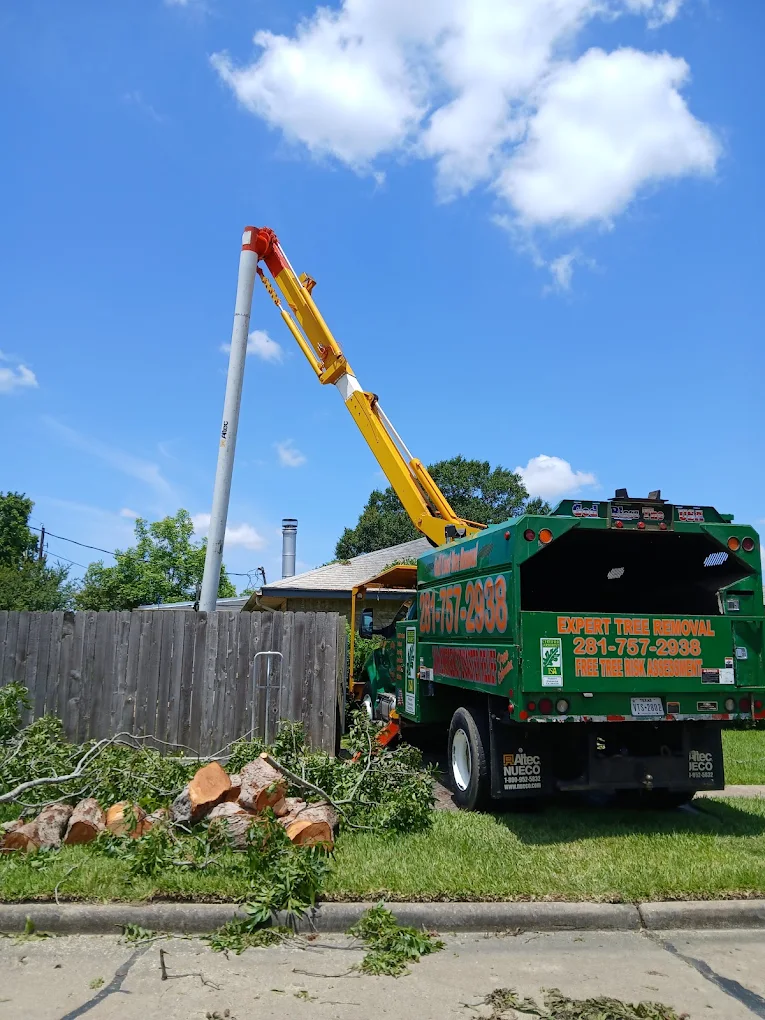 Gulf Coast Tree Removal