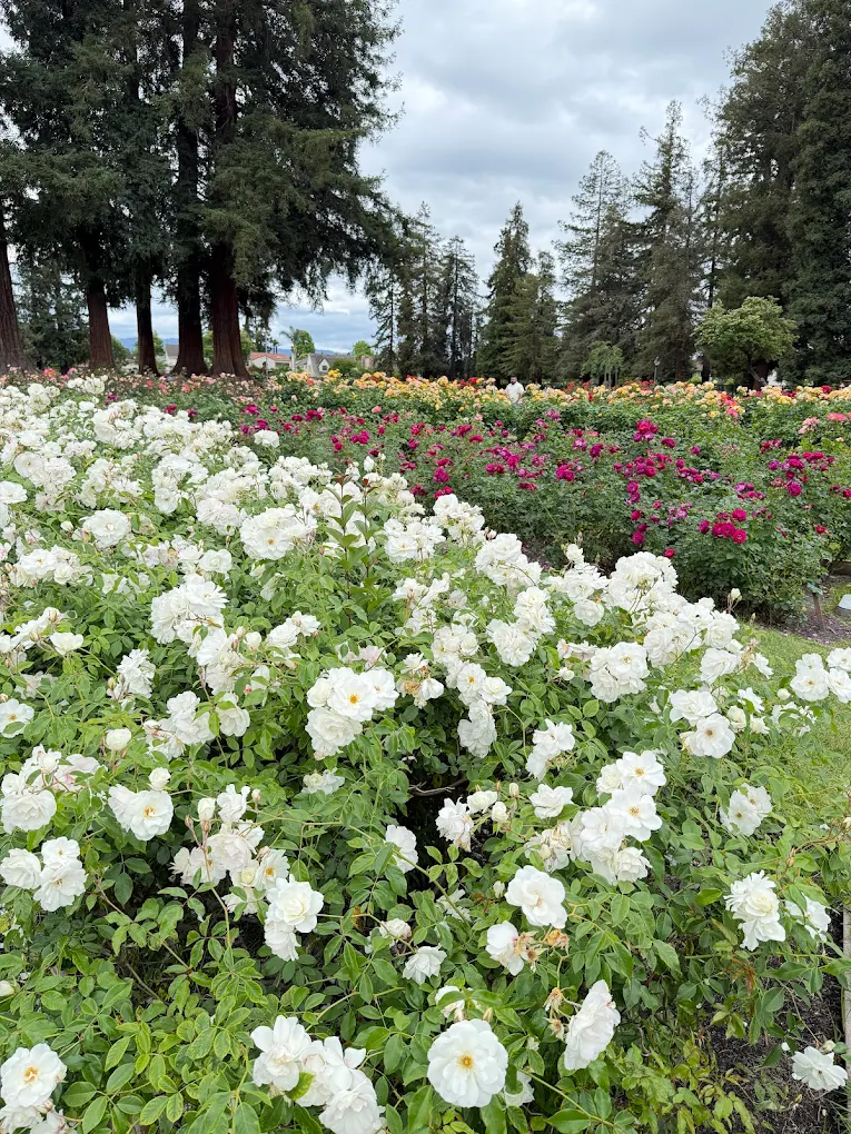Municipal Rose Garden
