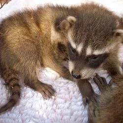 All City Animal Trapping