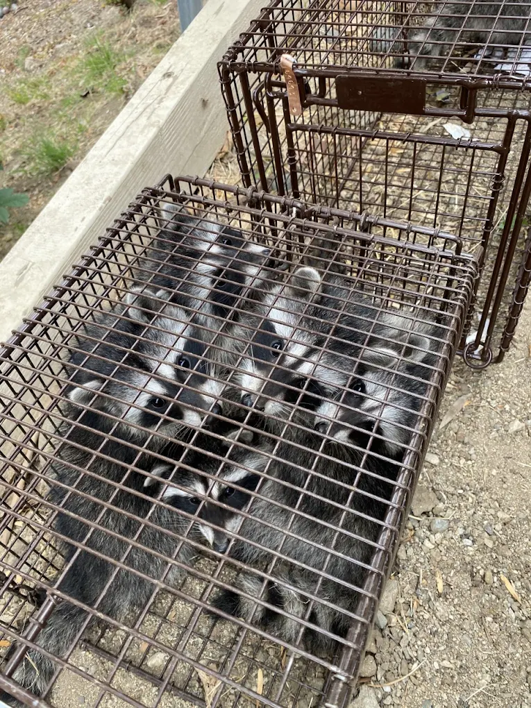 All City Animal Trapping