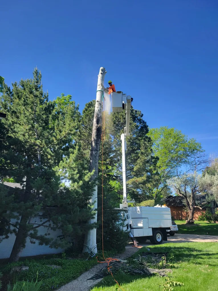 Canales Tree Service LLC