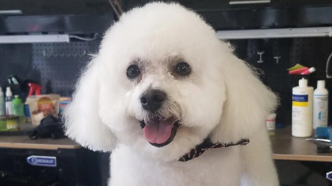 Grateful Pet Grooming Salon