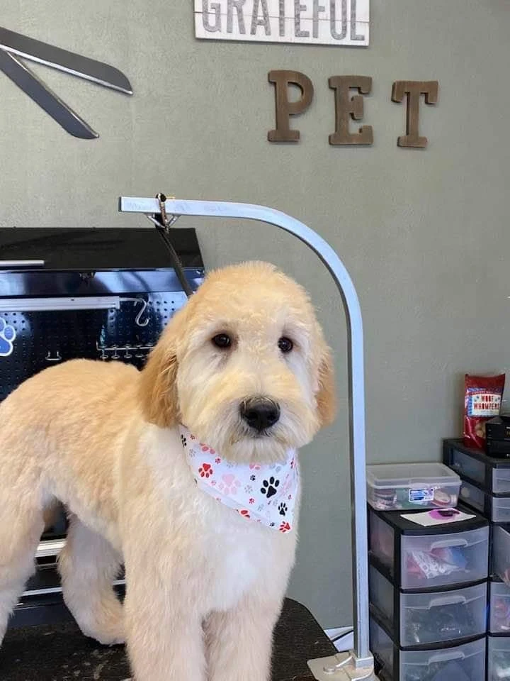 Grateful Pet Grooming Salon