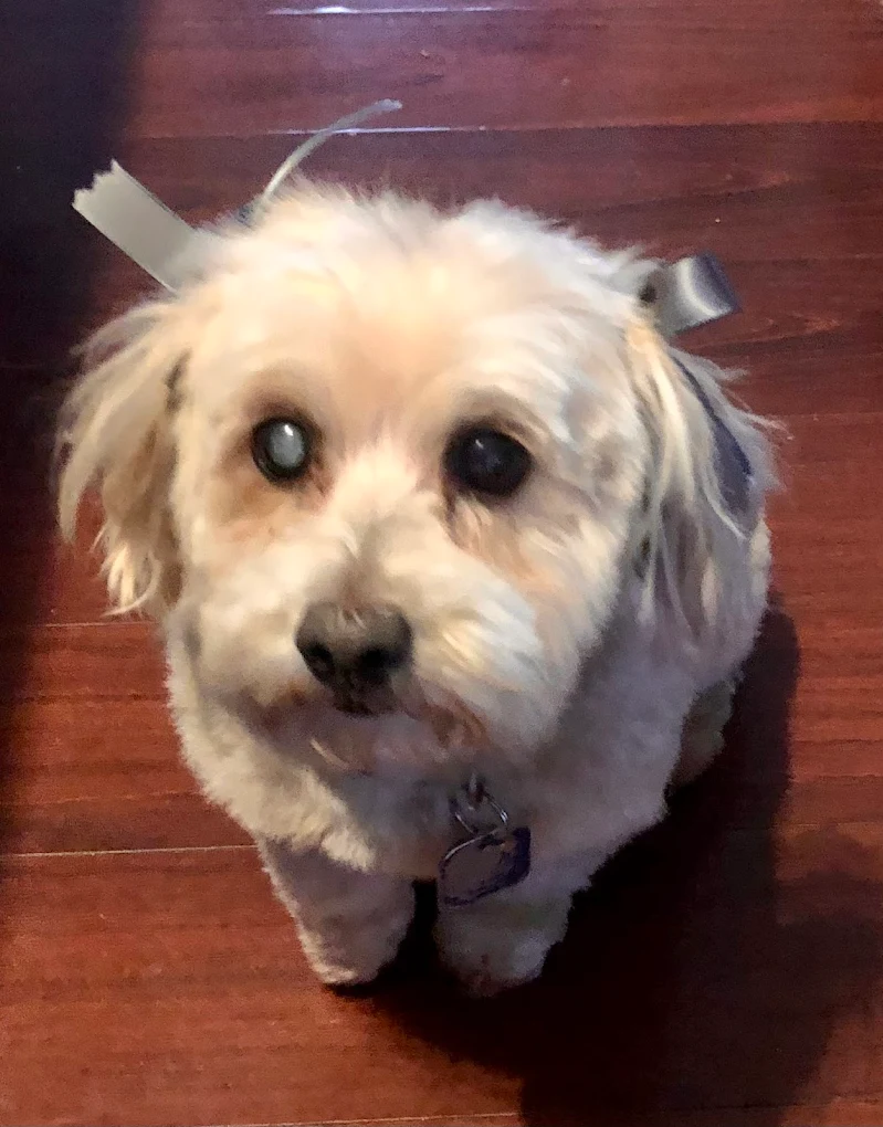 Aunt Linda's Pet Grooming